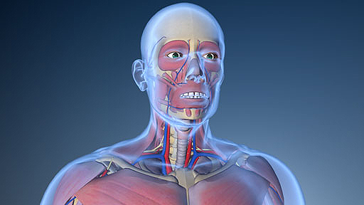 3D Modell Medizin Mensch